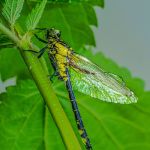 008 Joseph Gebhardt 6